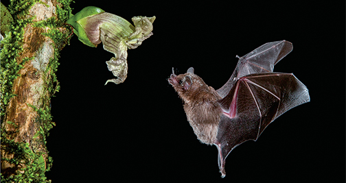 bat and flower